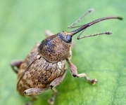 Fındık Böceği ile Mücadele