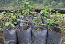 Fındık Fidanı Nasıl Yetişir?