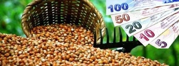 Fındık Destekleme Nedir?