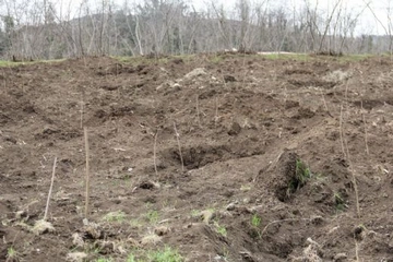 Fındık Dikimi Nasıl Yapılır?