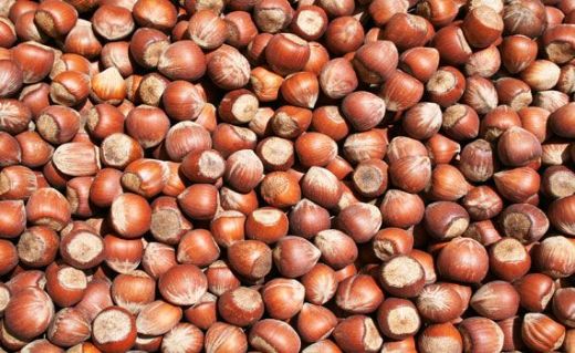 Akçakoca Fındık Ağacı Bakımı Nasıl Yapılır?