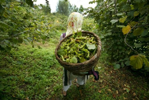 Fındık Bahçesi Nasıl Yetiştirilir?