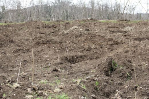 Fındık Dikimi Nasıl Yapılır?