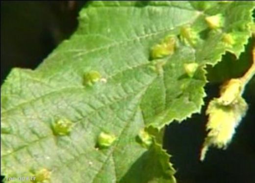 Fındık Hastalıkları Nelerdir?