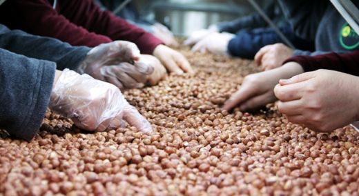 Ülkemizde Fındık İhracatı