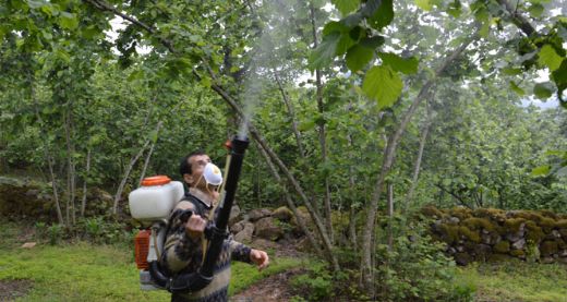 Fındık İlaçları Nasıl Kullanılır?