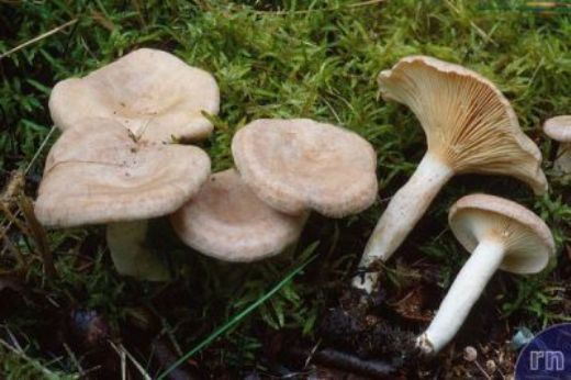 Fındık Mantarı Faydaları Nelerdir?