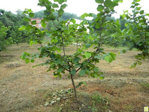 Fındık Tarlası Ağaç Dikimi ve Bakımı