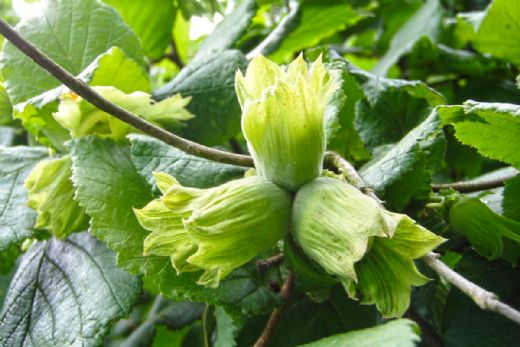 Fındık Yaprağı Faydaları Nelerdir?