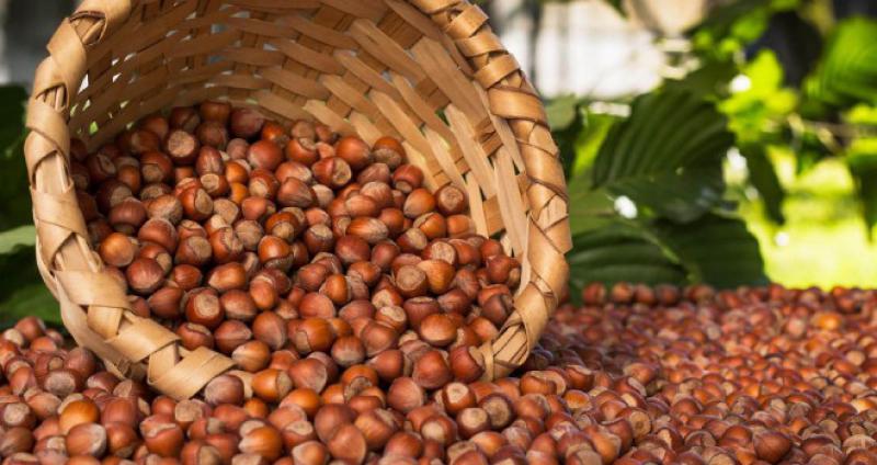 Fındık Üretimi Nasıl Yapılır?